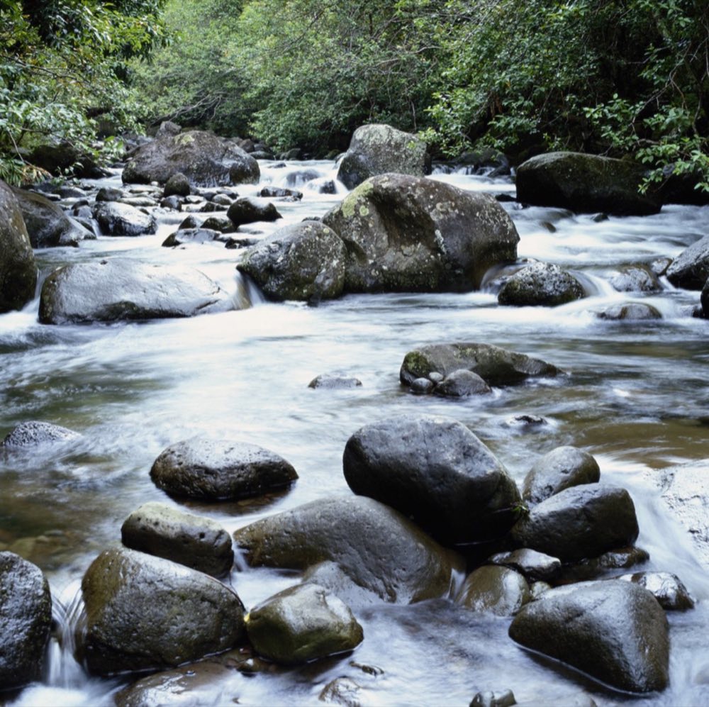 A shallow forest stream flowing around large dark rocks