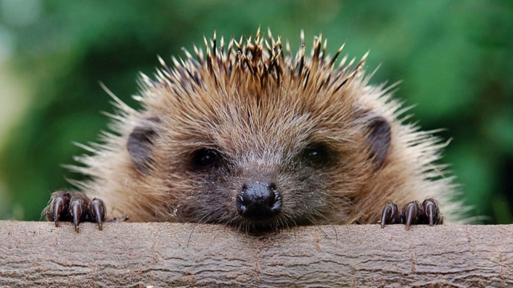 A hedgehog peering over a wooden ledge
